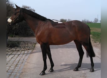 Más caballos centroeuropeos, Yegua, 17 años, Castaño oscuro