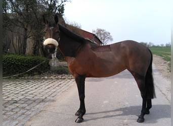 Más caballos centroeuropeos, Yegua, 17 años, Castaño oscuro