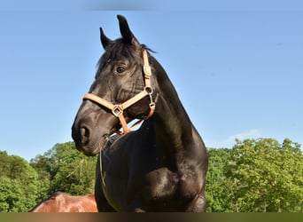 Más caballos centroeuropeos, Yegua, 18 años, 160 cm, Castaño oscuro