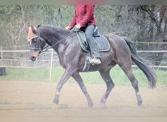 Más caballos centroeuropeos, Yegua, 18 años, 168 cm, Castaño oscuro