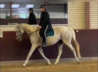 Más caballos centroeuropeos Mestizo, Yegua, 19 años, 158 cm, Tordo picazo