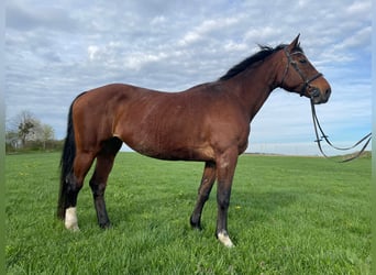 Más caballos centroeuropeos, Yegua, 19 años, 171 cm, Castaño