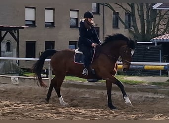 Más caballos centroeuropeos, Yegua, 19 años, 171 cm, Castaño