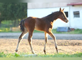 Más caballos centroeuropeos Mestizo, Yegua, 1 año, 125 cm, Castaño rojizo