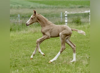 Más caballos centroeuropeos, Yegua, 1 año, 150 cm, Palomino