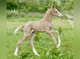Más caballos centroeuropeos, Yegua, 1 año, 150 cm, Palomino
