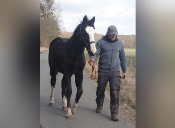 Más caballos centroeuropeos Mestizo, Yegua, 1 año, 158 cm, Negro