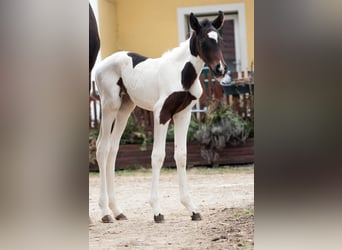 Más caballos centroeuropeos, Yegua, 1 año, 165 cm, Pío