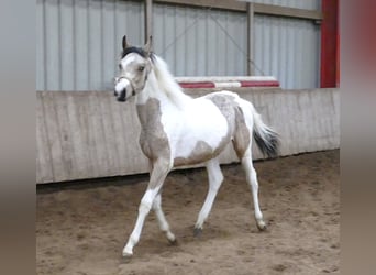 Más caballos centroeuropeos, Yegua, 1 año, 165 cm, Pío