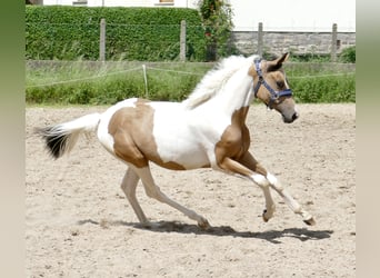 Más caballos centroeuropeos, Yegua, 1 año, 165 cm, Pío