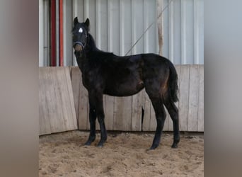 Más caballos centroeuropeos, Yegua, 1 año, 166 cm, Morcillo