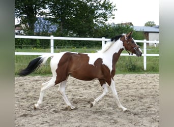 Más caballos centroeuropeos, Yegua, 1 año, 166 cm, Pío