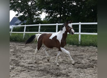Más caballos centroeuropeos, Yegua, 1 año, 166 cm, Pío