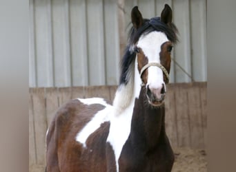 Más caballos centroeuropeos, Yegua, 1 año, 167 cm, Pío