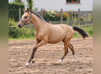 Más caballos centroeuropeos, Yegua, 1 año, 168 cm, Buckskin/Bayo