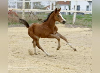 Más caballos centroeuropeos, Yegua, 1 año, 168 cm, Castaño