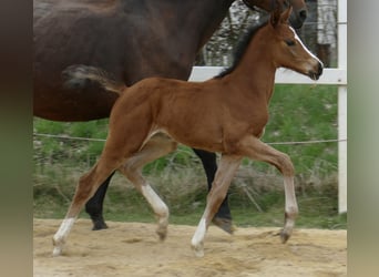 Más caballos centroeuropeos, Yegua, 1 año, 168 cm, Castaño
