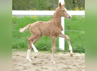 Más caballos centroeuropeos, Yegua, 1 año, 168 cm, Palomino