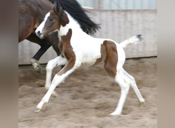 Más caballos centroeuropeos, Yegua, 1 año, 168 cm, Pío