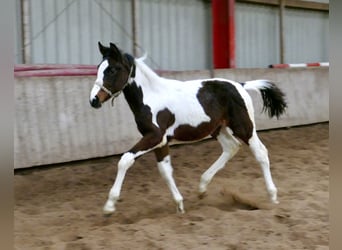 Más caballos centroeuropeos, Yegua, 1 año, 168 cm, Pío