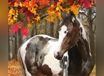 Más caballos centroeuropeos, Yegua, 1 año, 168 cm, Pío