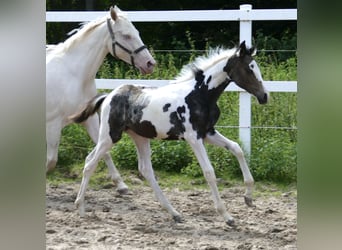 Más caballos centroeuropeos, Yegua, 1 año, 168 cm, Pío