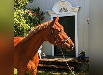 Más caballos centroeuropeos, Yegua, 1 año, 170 cm, Alazán-tostado