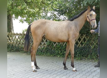 Más caballos centroeuropeos, Yegua, 1 año, 170 cm, Buckskin/Bayo