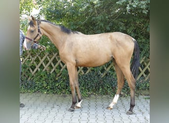 Más caballos centroeuropeos, Yegua, 1 año, 170 cm, Buckskin/Bayo