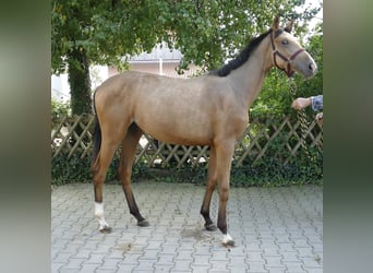 Más caballos centroeuropeos, Yegua, 1 año, 170 cm, Buckskin/Bayo