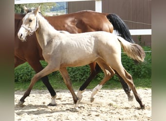 Más caballos centroeuropeos, Yegua, 1 año, 170 cm, Buckskin/Bayo