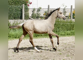 Más caballos centroeuropeos, Yegua, 1 año, 170 cm, Buckskin/Bayo