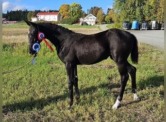Más caballos centroeuropeos, Yegua, 1 año, 170 cm, Negro