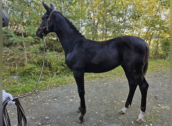 Más caballos centroeuropeos, Yegua, 1 año, 170 cm, Negro