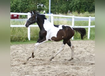 Más caballos centroeuropeos, Yegua, 1 año, 170 cm, Pío