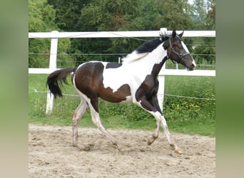 Más caballos centroeuropeos, Yegua, 1 año, 170 cm, Pío