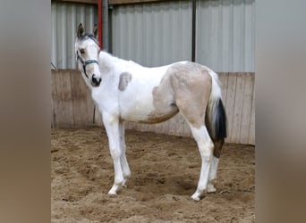 Más caballos centroeuropeos, Yegua, 1 año, 170 cm, Pío