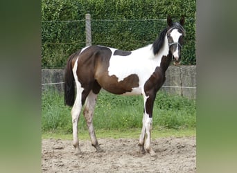 Más caballos centroeuropeos, Yegua, 1 año, 172 cm, Pío