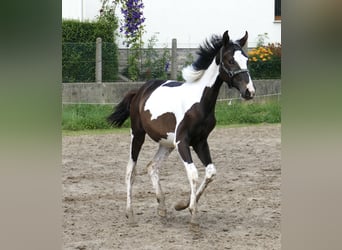 Más caballos centroeuropeos, Yegua, 1 año, 172 cm, Pío