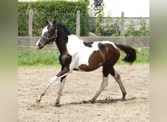 Más caballos centroeuropeos, Yegua, 1 año, 172 cm, Pío