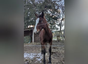 Más caballos centroeuropeos Mestizo, Yegua, 1 año, Castaño