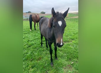 Más caballos centroeuropeos, Yegua, 1 año, Castaño oscuro