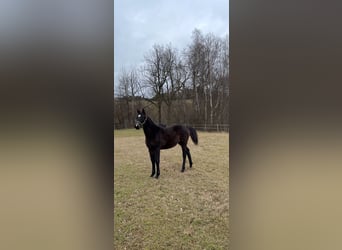 Más caballos centroeuropeos, Yegua, 1 año, Castaño oscuro