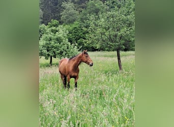 Más caballos centroeuropeos Mestizo, Yegua, 20 años, 164 cm, Castaño