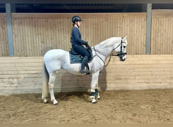 Más caballos centroeuropeos, Yegua, 20 años, 165 cm, Tordo