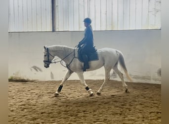 Más caballos centroeuropeos, Yegua, 20 años, 165 cm, Tordo