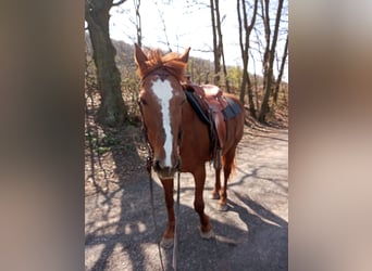Más caballos centroeuropeos, Yegua, 28 años, 158 cm, Alazán