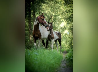 Más caballos centroeuropeos Mestizo, Yegua, 2 años, 140 cm, Pío