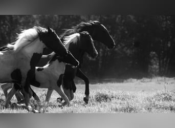 Más caballos centroeuropeos Mestizo, Yegua, 2 años, 140 cm, Pío