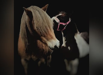 Más caballos centroeuropeos Mestizo, Yegua, 2 años, 140 cm, Pío